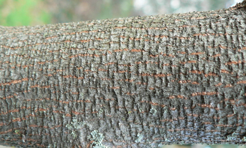 gemme di ulmus minor?