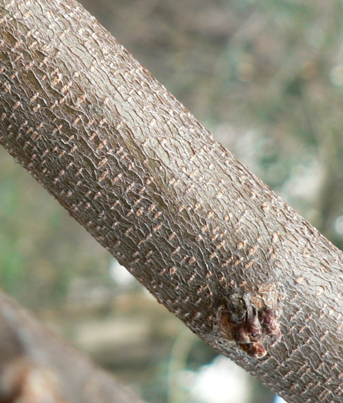 gemme di ulmus minor?