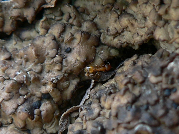 Formica e lichene: Temnothorax sp,
