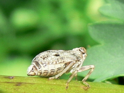 Issidae