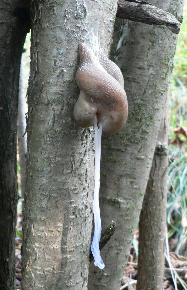 Limax punctulatus in accoppiamento da Cenate Sopra (BG)