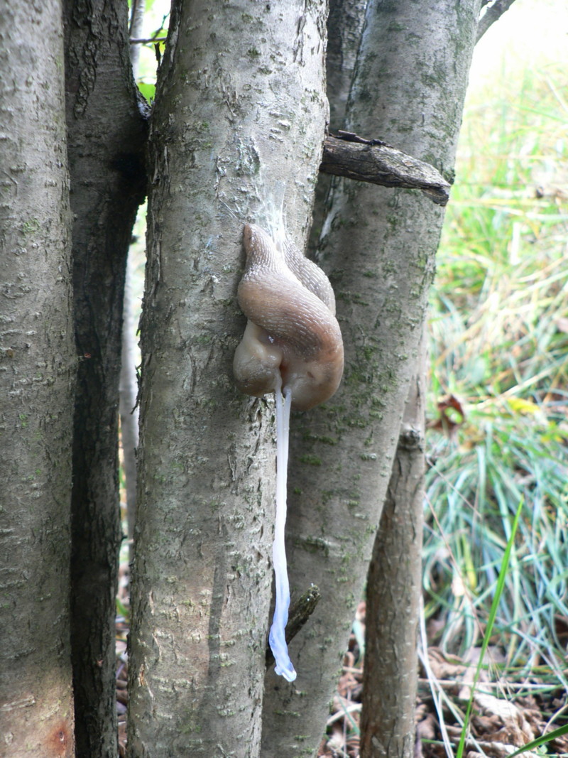 Limax punctulatus in accoppiamento da Cenate Sopra (BG)