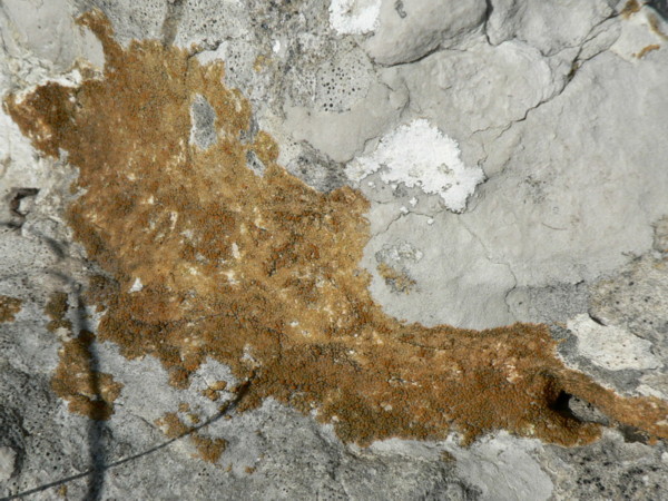 Caloplaca sp. - licheni da detreminare 3