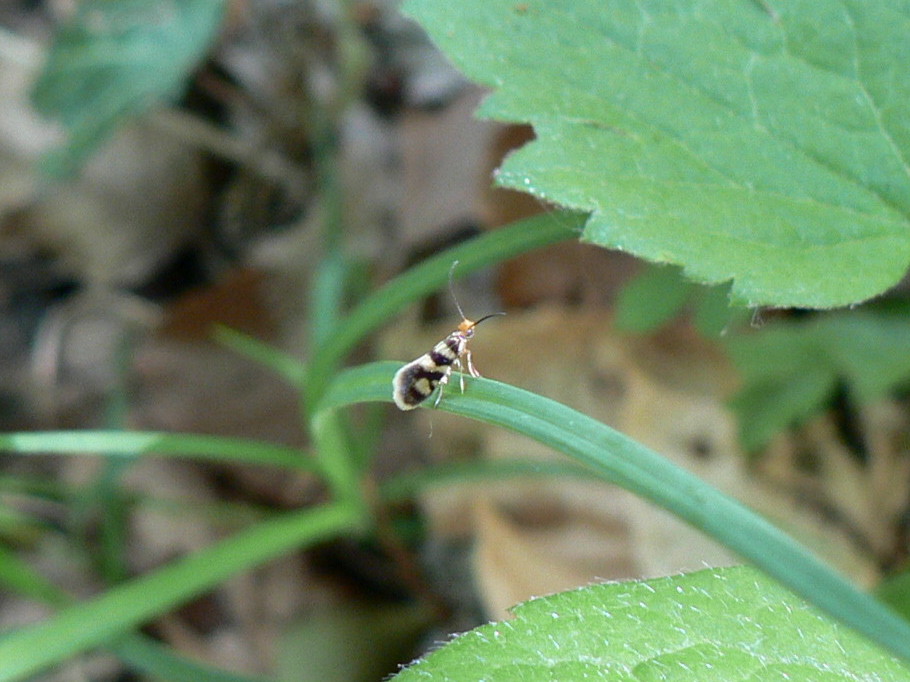 microlepidottero - Micropterix cfr. allionella