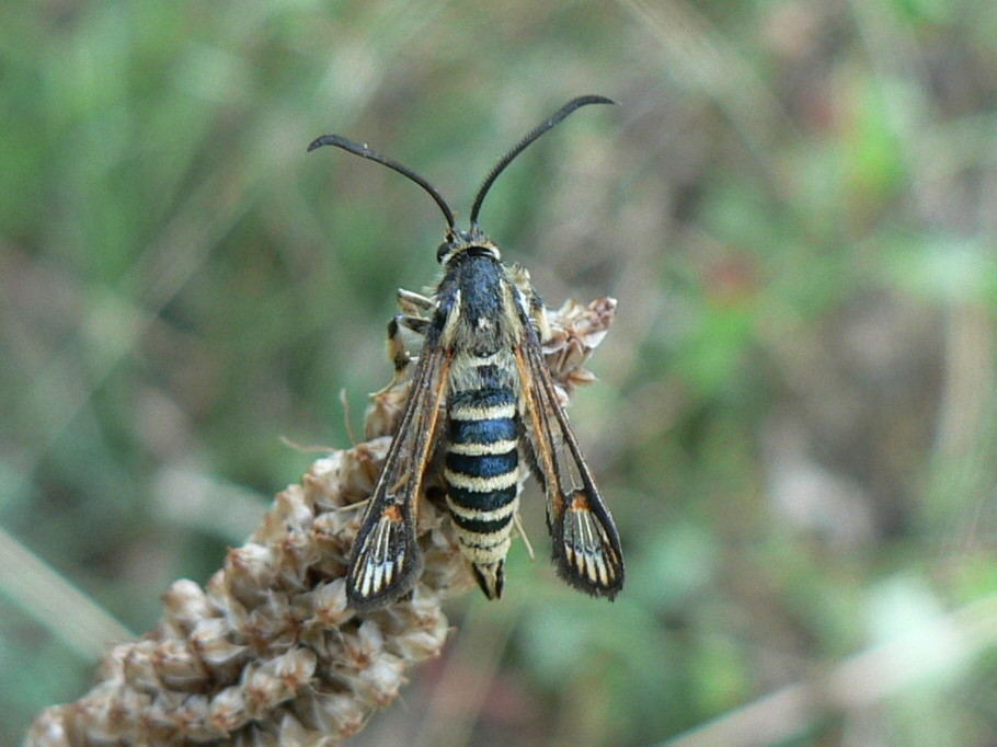 Crambidae: Pyrausta purpuralis e Sesiidae: cfr. Bembecia ichneumoniformis