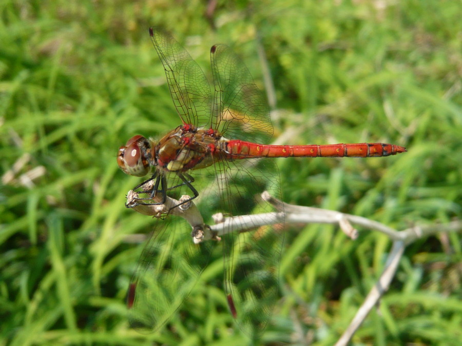 da identificare - Sympetrum striolatum (maschio)