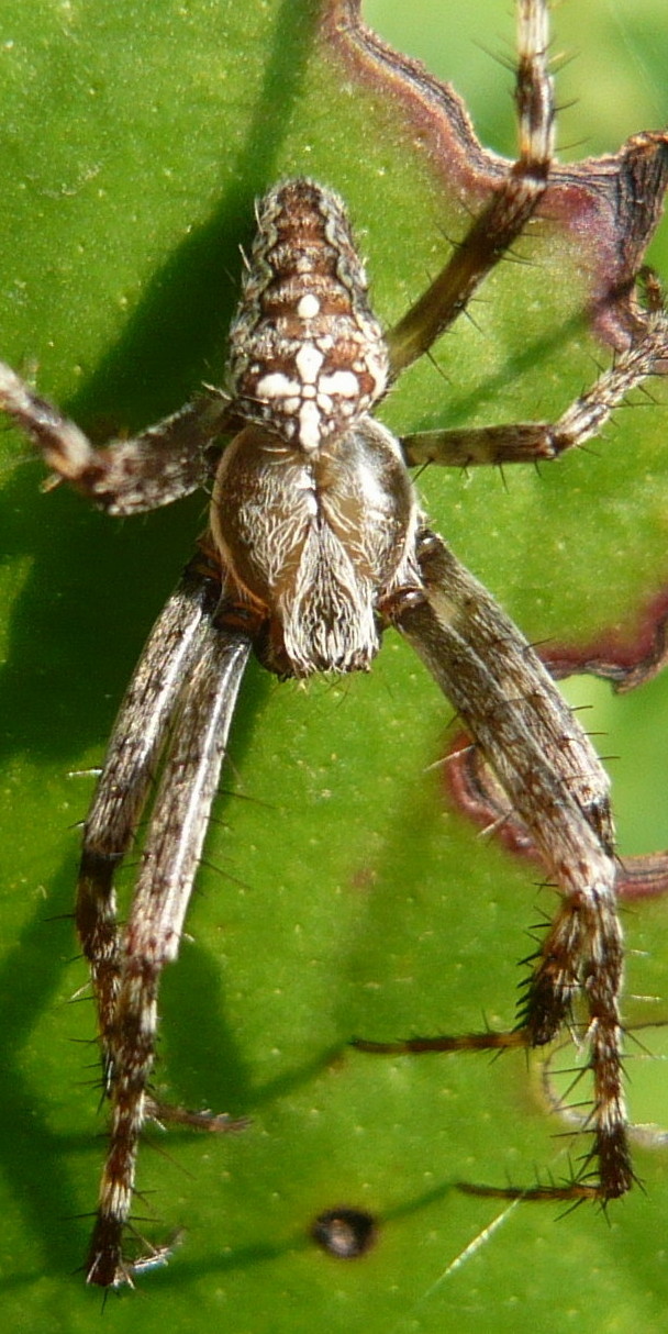 Araneus diadematus; Pardosa sp.