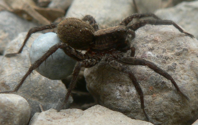 Araneus diadematus; Pardosa sp.