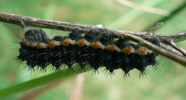 muta - larva Saturnia (Eudia) pavoniella