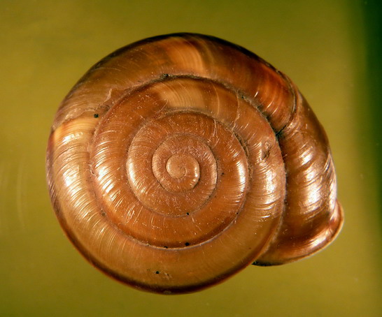 Chilostoma illirycum illirycum