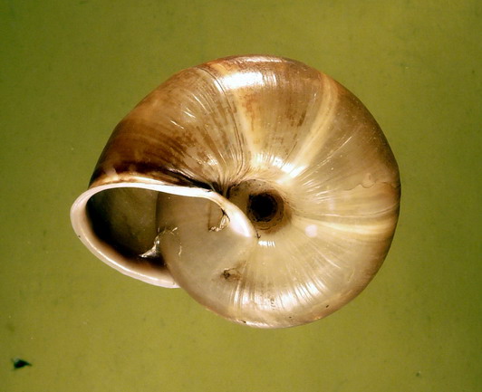 Chilostoma illirycum illirycum