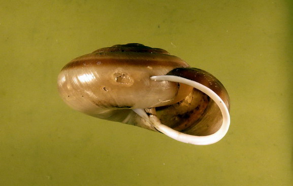 Chilostoma illirycum illirycum