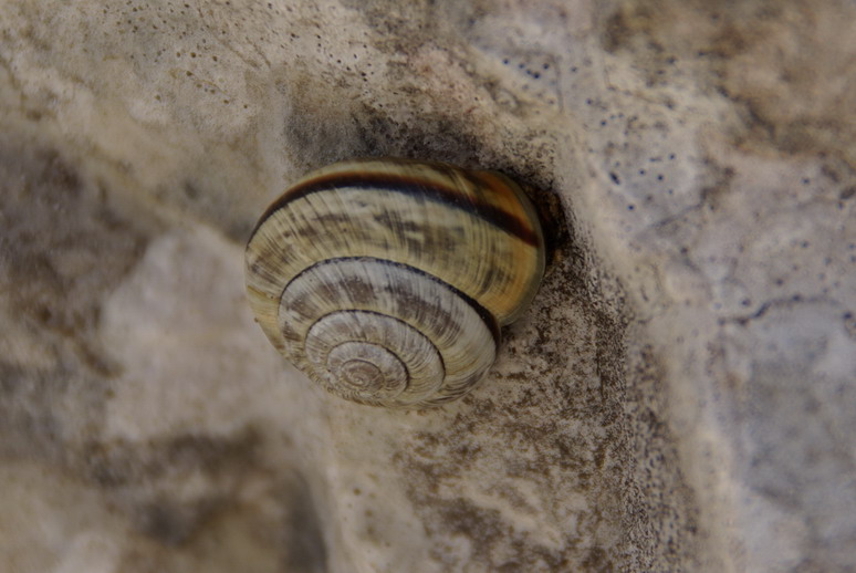 Bradybaena fruticum ed Arianta chamaeleon
