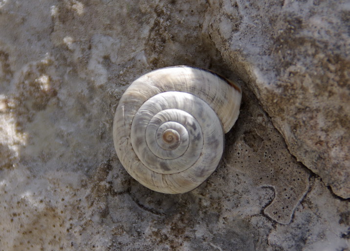 Bradybaena fruticum ed Arianta chamaeleon