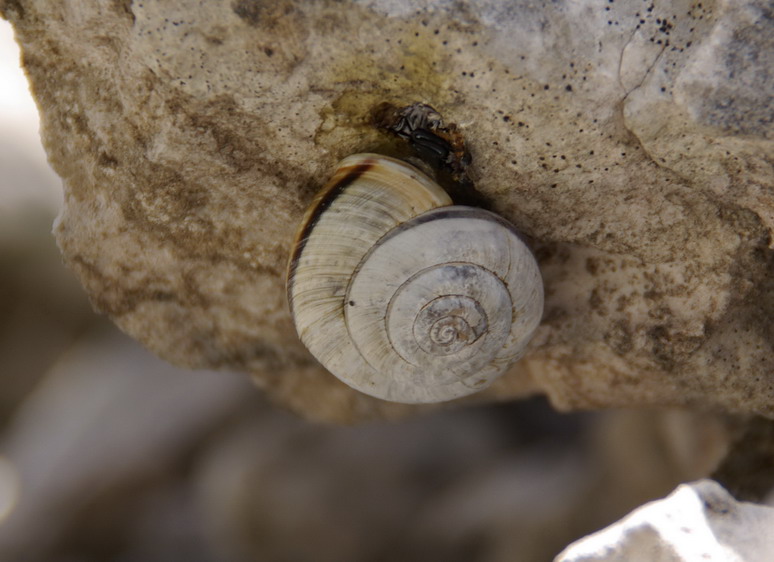 Bradybaena fruticum ed Arianta chamaeleon