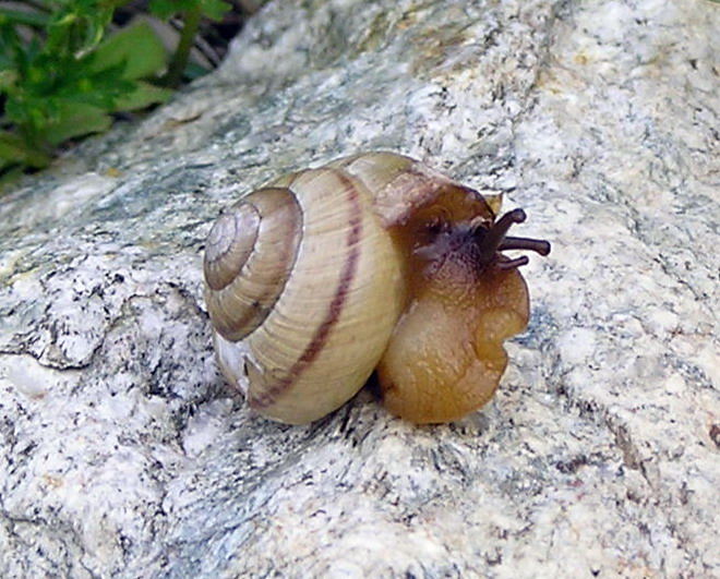 Bradybaena fruticum ed Arianta chamaeleon