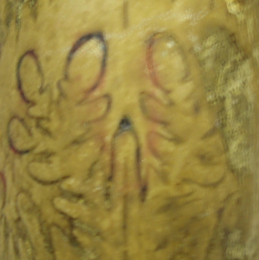 Ammonite o nautiloide??
