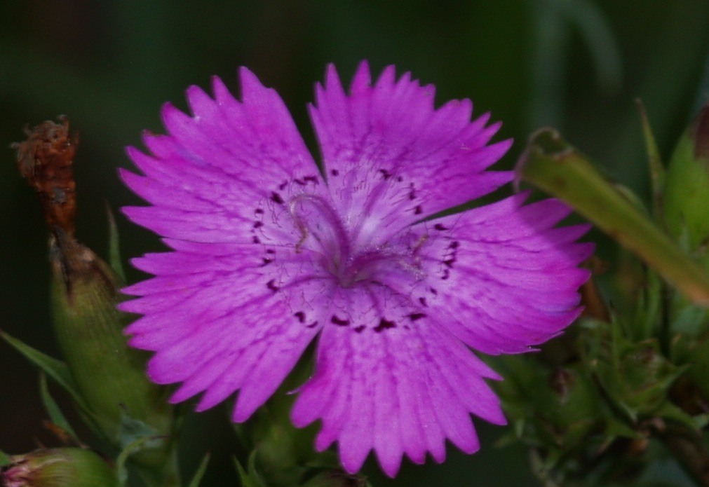Dianthus seguieri