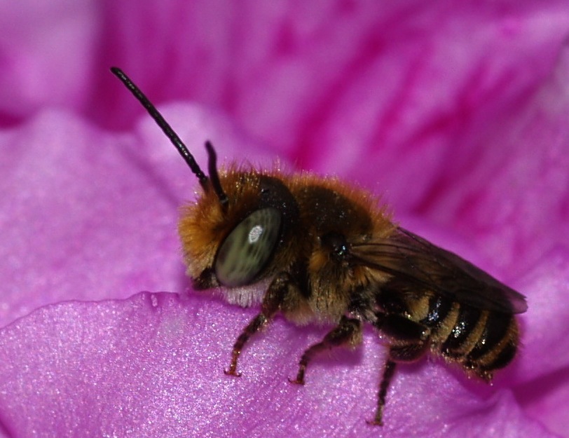 guardate che carino: Megachile sp. (Apidae Megachilinae)