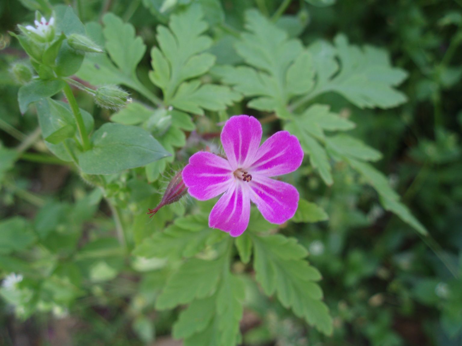 Geranium robertianum / Geranio di S.Roberto