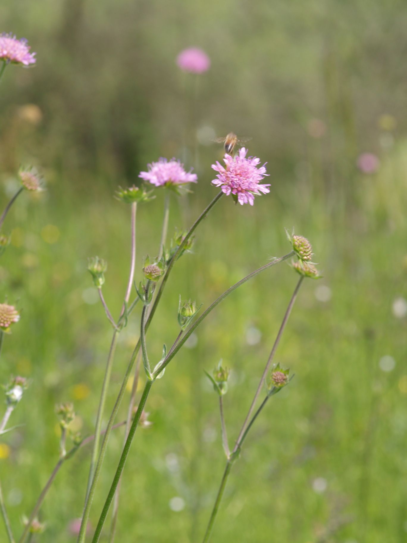 Knautia sp.