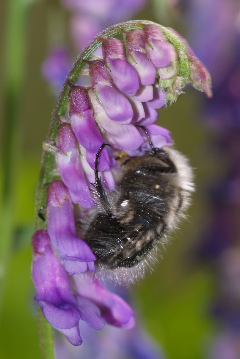aiuto3...- Vicia sp.
