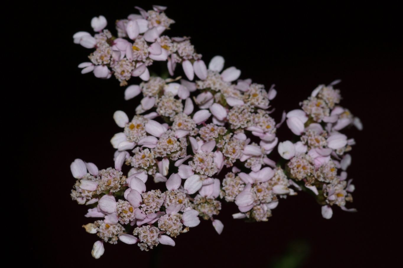 aiuto... Achillea sp.