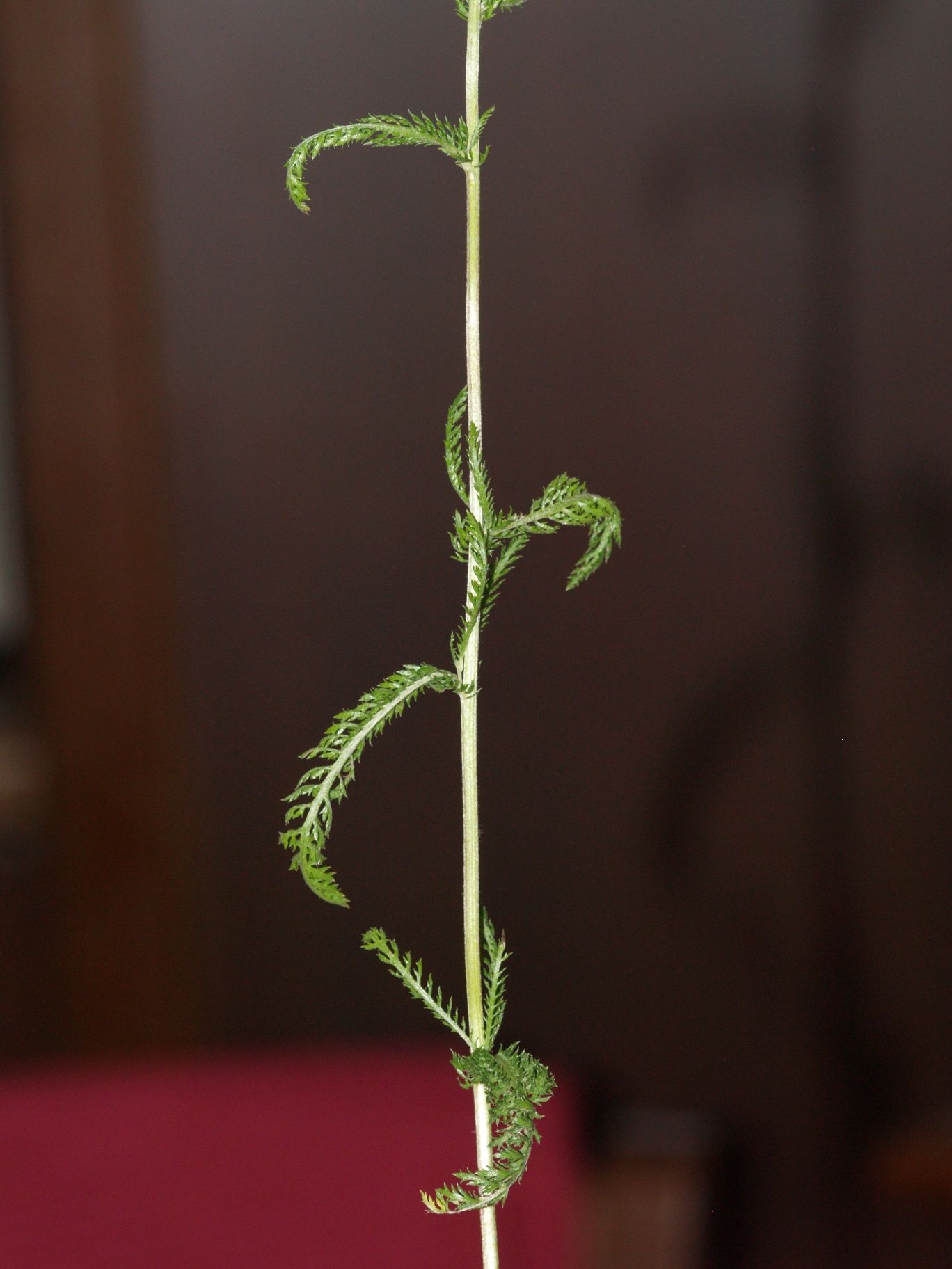 aiuto... Achillea sp.