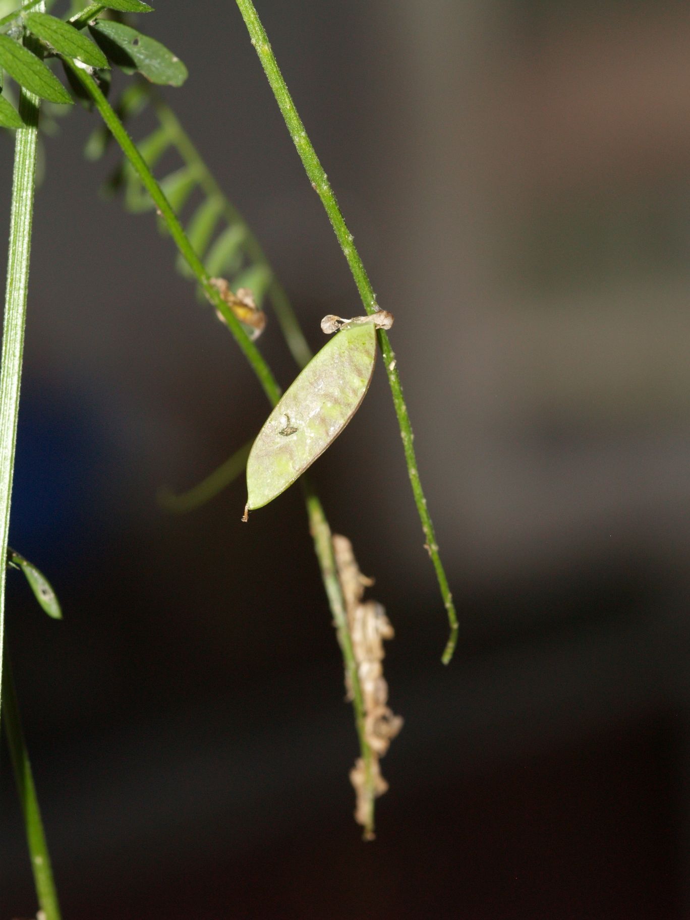 aiuto3...- Vicia sp.