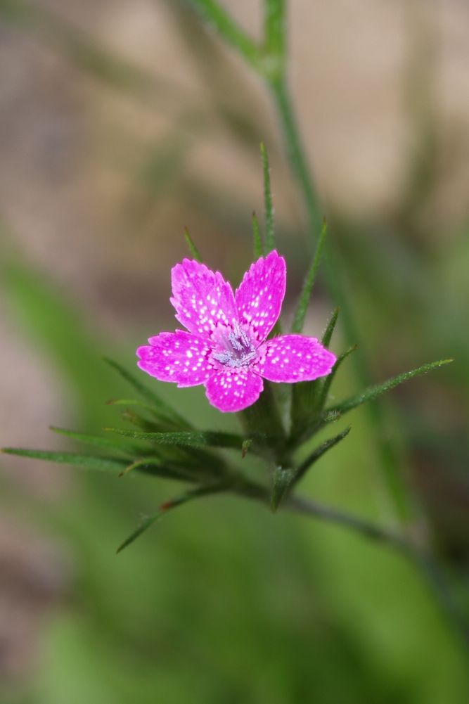 Dianthus armeria / Garofano a mazzetti