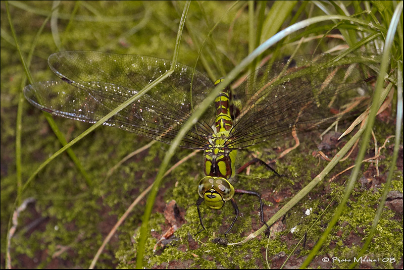 Riconoscimento libellula...
