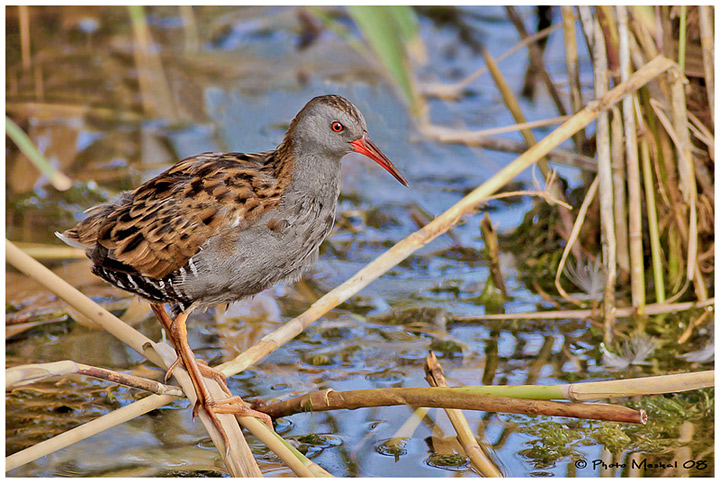 Porciglione (Rallus aquaticus)