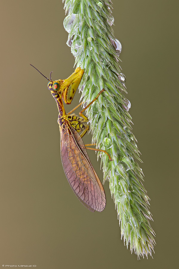 Come riconoscere i Mantispidae