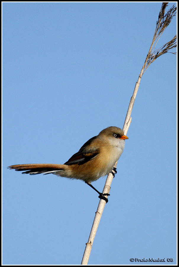 Passeriformi del gargano