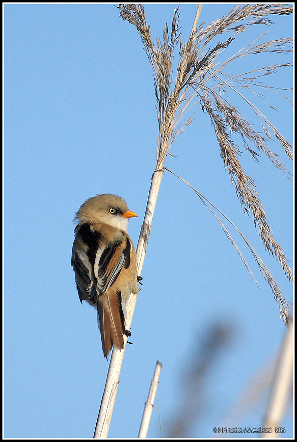 Passeriformi del gargano