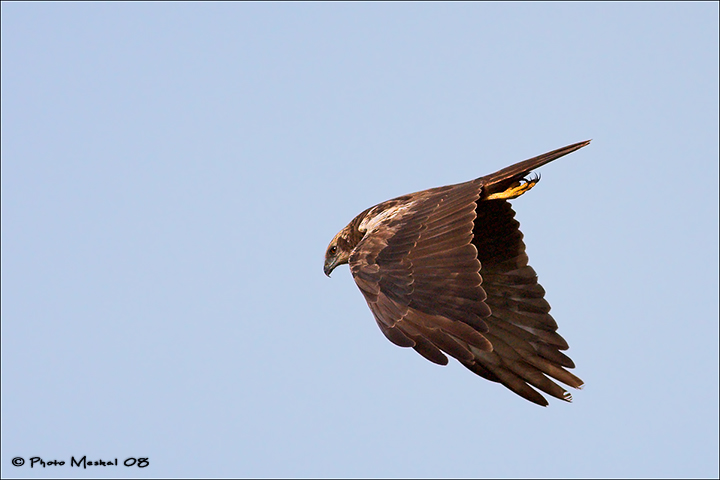 Falco in picchiata