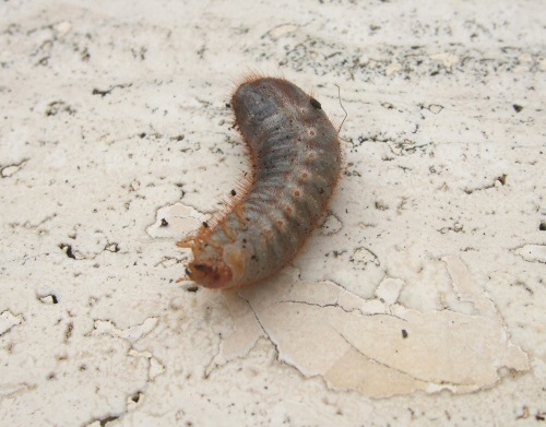Larva di Cetonia aurata