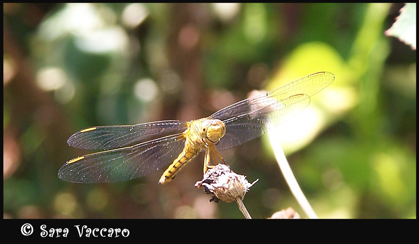 Orthetrum coerulescens