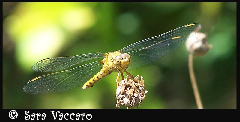 Orthetrum coerulescens