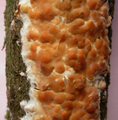 Forse non sar un Aphyllophorales (Peniophora polygonia)