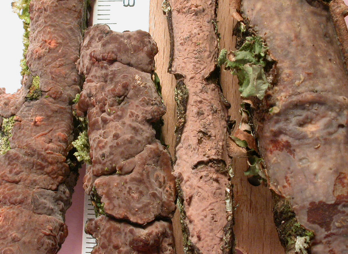crosta porporacea
