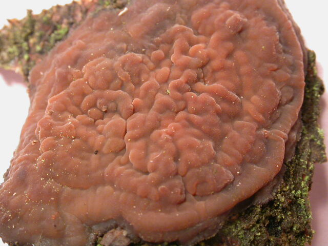 crosta porporacea