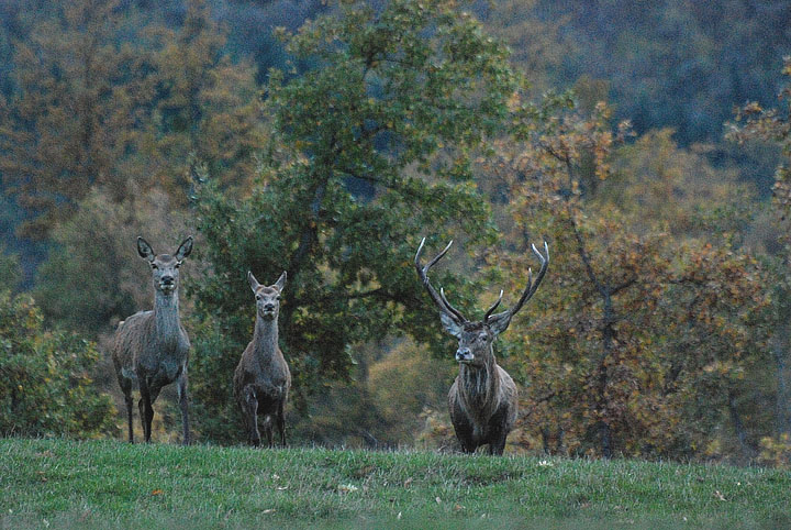 PASSIONE PER IL CERVO