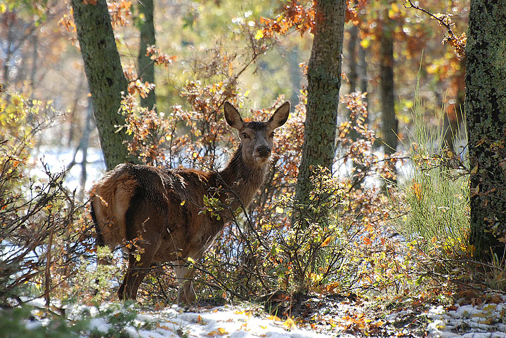 PASSIONE PER IL CERVO