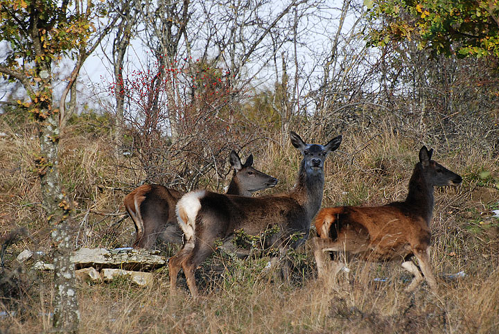 PASSIONE PER IL CERVO