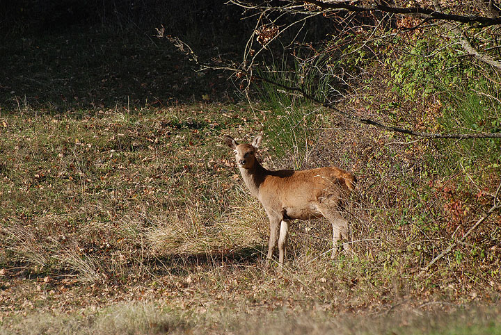 PASSIONE PER IL CERVO