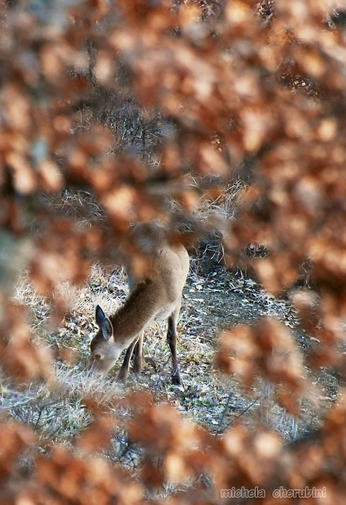 PASSIONE PER IL CERVO