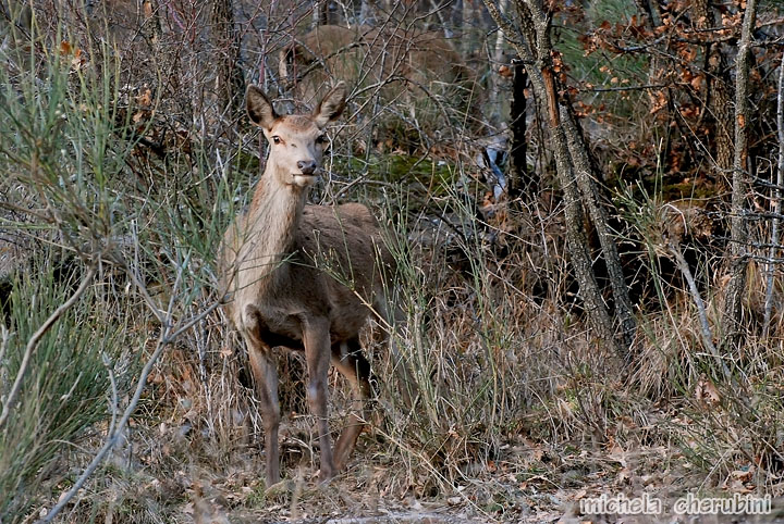 PASSIONE PER IL CERVO