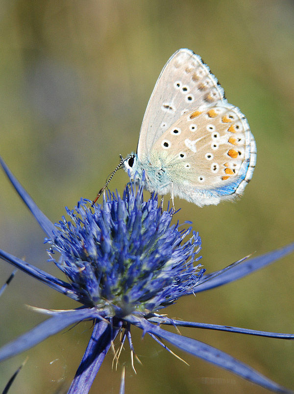 Polyommatus bellargus