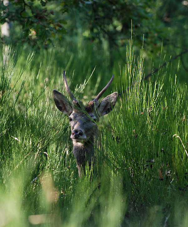 PASSIONE PER IL CERVO